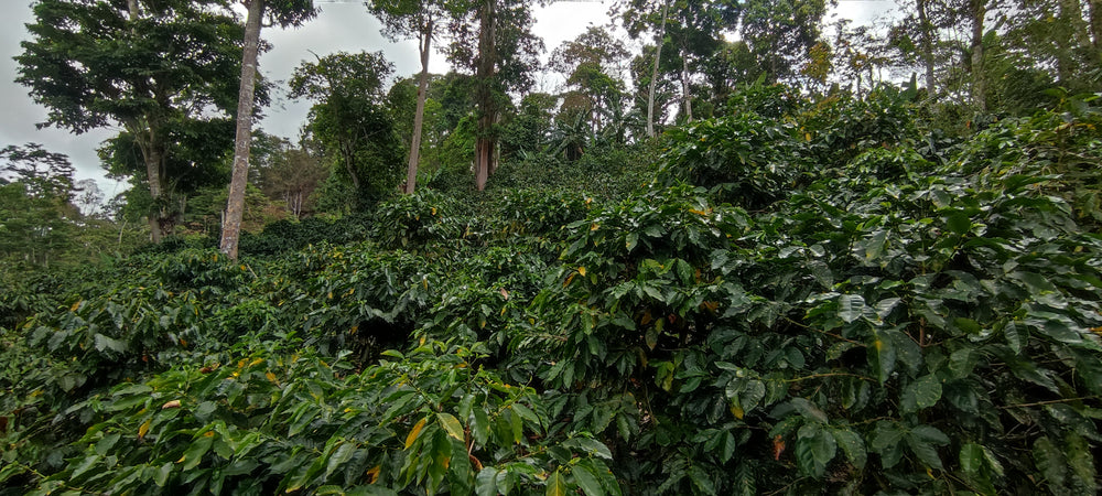 
                  
                    Josefina & Mario's Farm (Yellow Peach Microlot)
                  
                