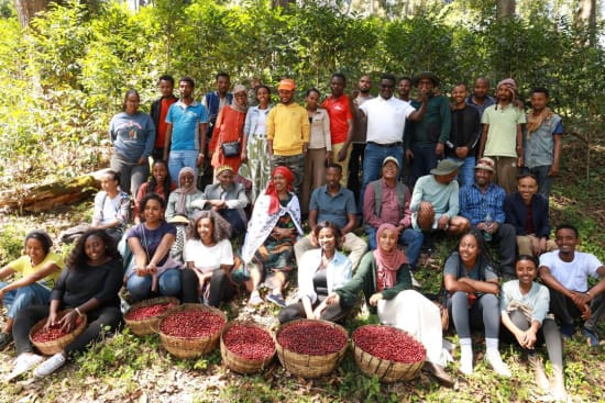 
                  
                    Kayon Mountain Farm - Shakiso Guji - Ron's Beans Store
                  
                
