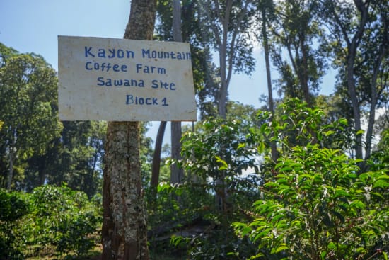 
                  
                    Kayon Mountain Farm - Shakiso Guji - Ron's Beans Store
                  
                