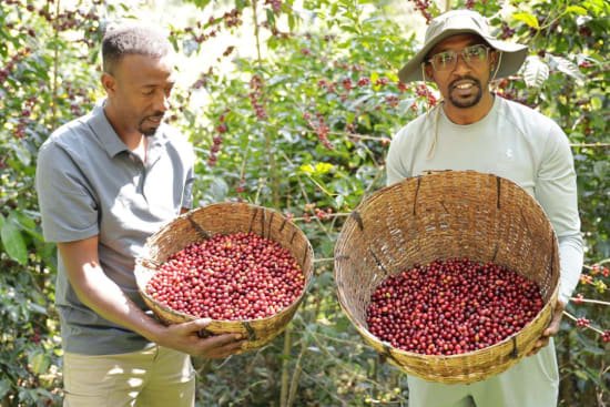 
                  
                    Kayon Mountain Farm - Shakiso Guji - Ron's Beans Store
                  
                
