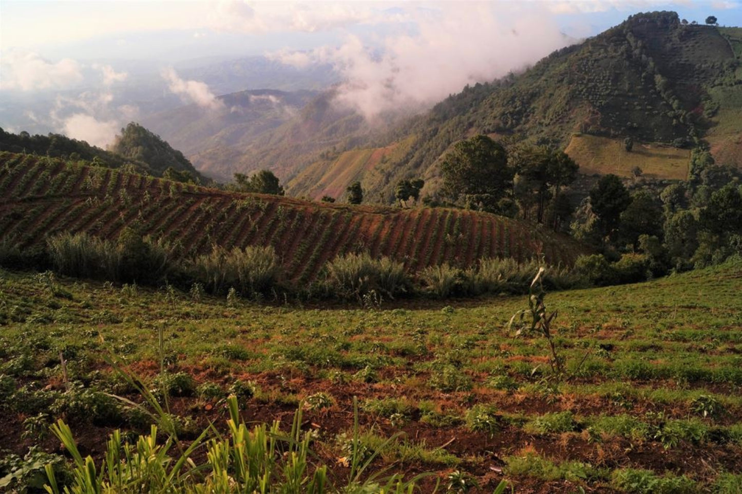 
                  
                    Finca Las Moritas- Guatemala
                  
                