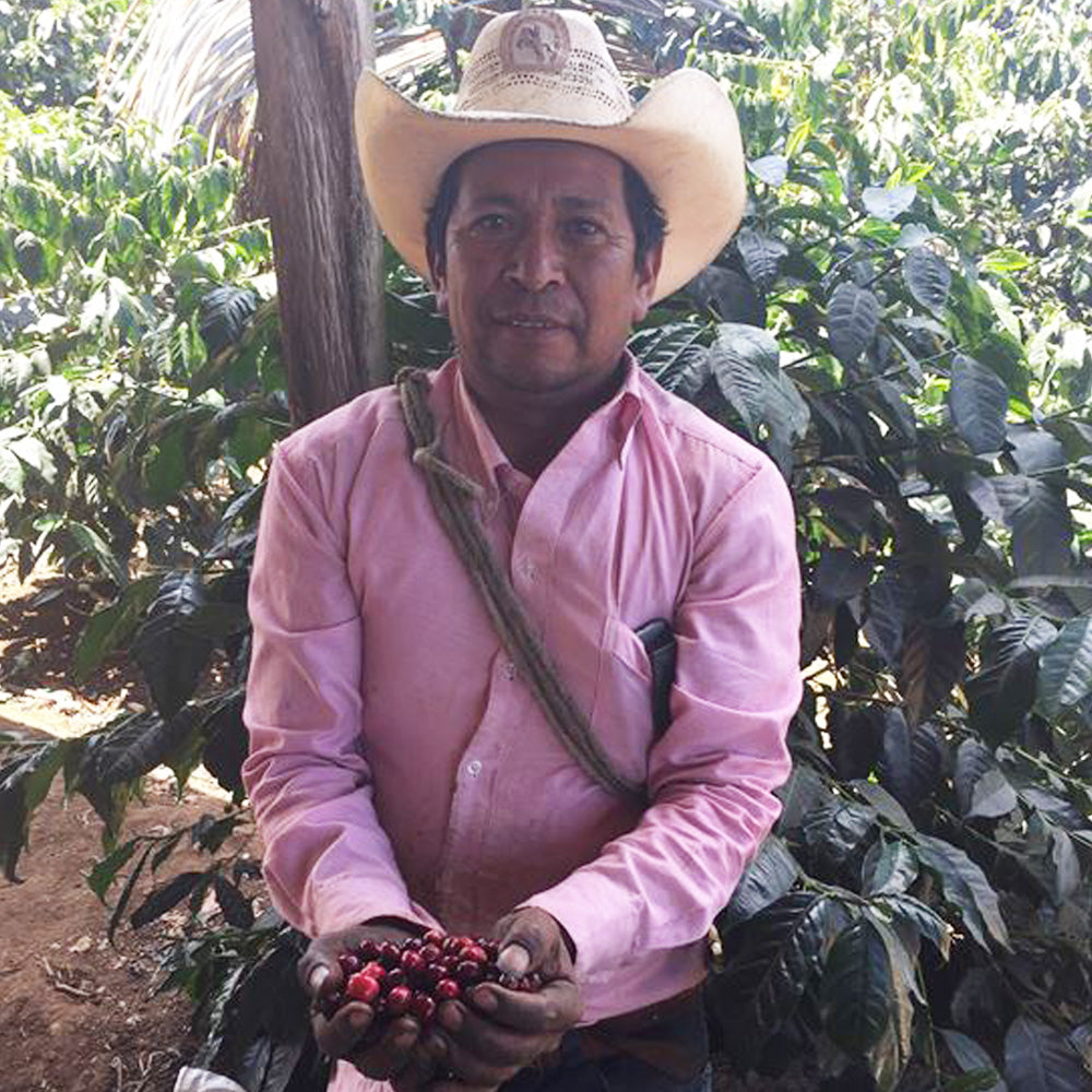 
                  
                    Finca Las Moritas- Guatemala
                  
                
