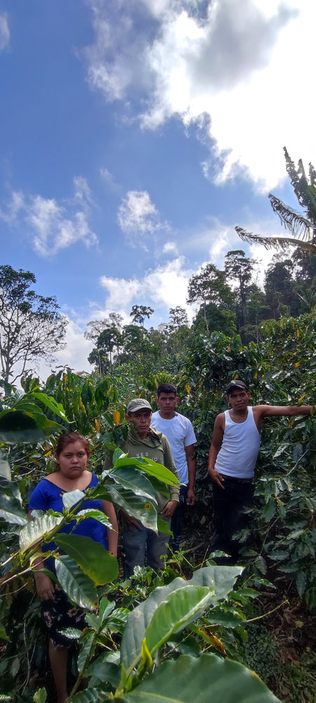 
                  
                    Josefina & Mario's Farm (Yellow Peach Microlot)
                  
                