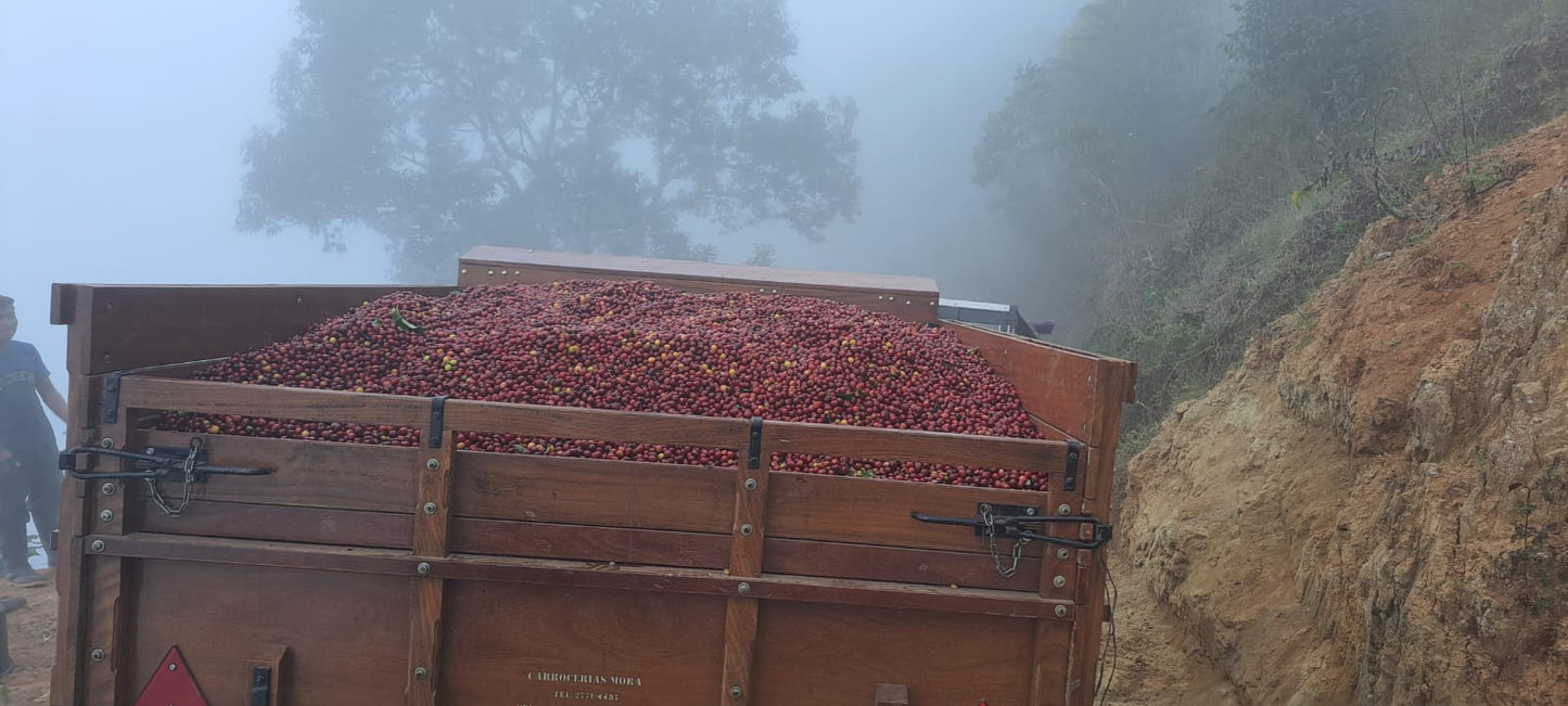 
                  
                    Costa Rica - Los Crestones Cooperative Catuai Double Washed - Ron's Beans Store
                  
                