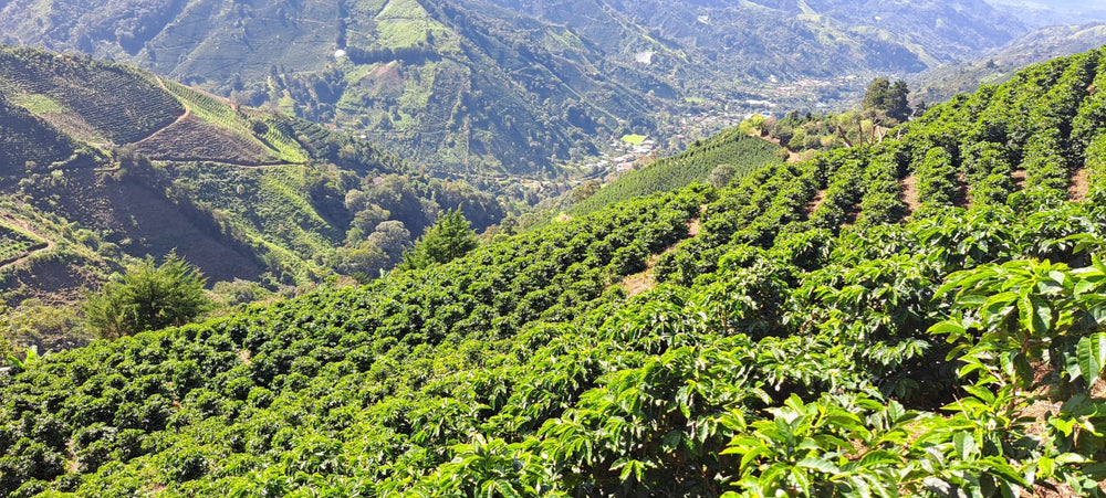 
                  
                    Costa Rica - Los Crestones Cooperative Catuai Double Washed - Ron's Beans Store
                  
                