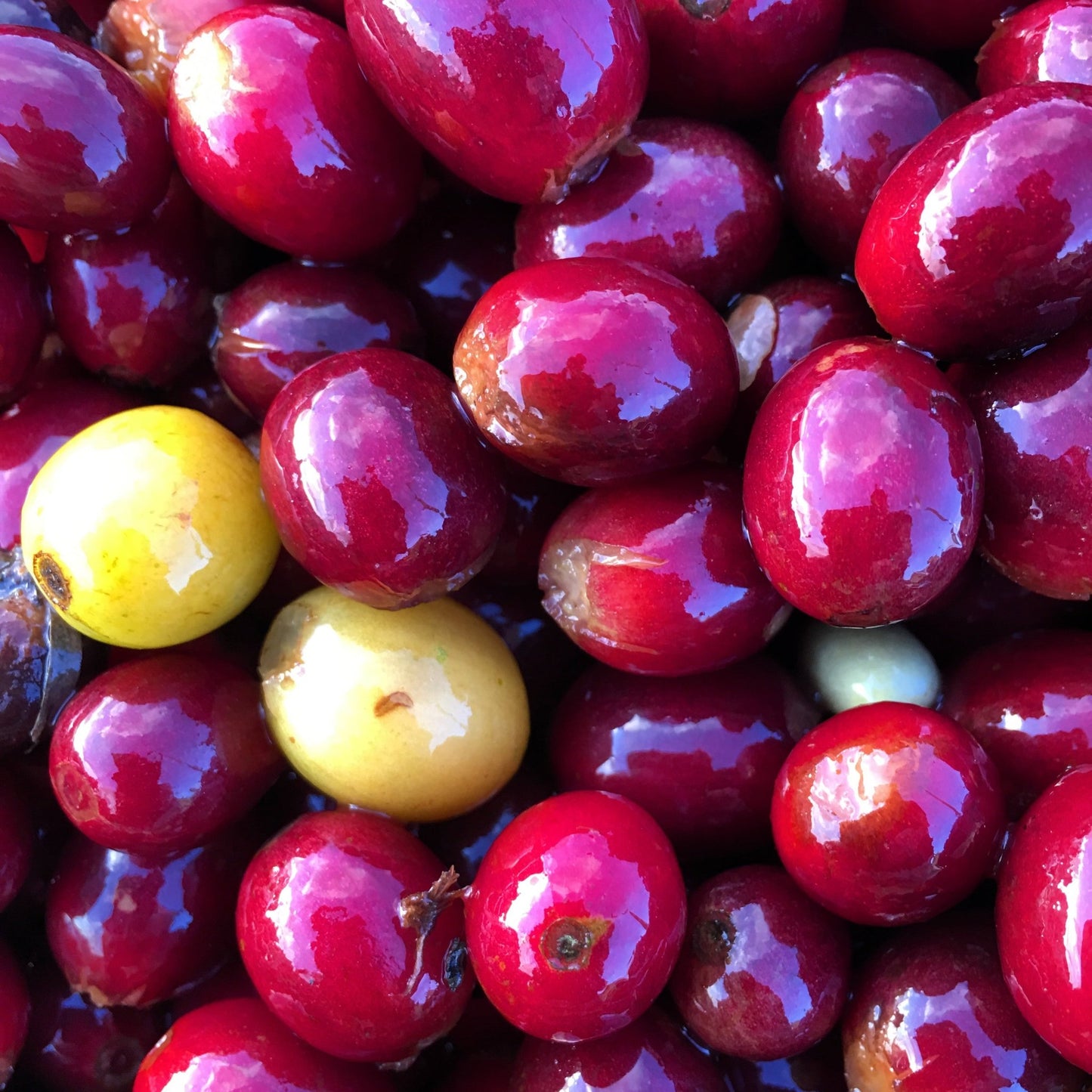 
                  
                    Naturally Neighbors - Nicaragua - Ron's Beans Store
                  
                
