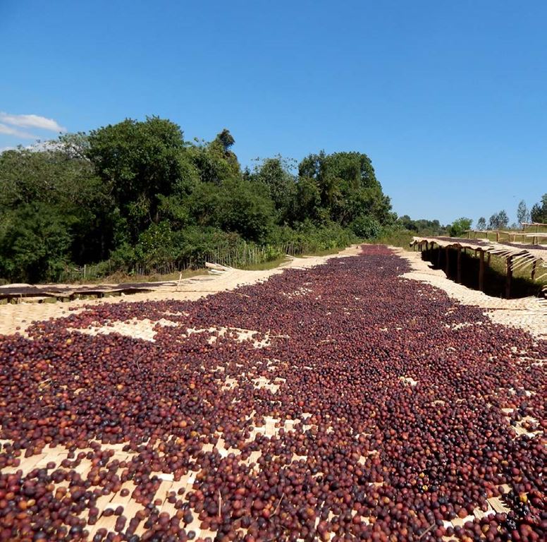 Shantawane Co-Op Ethiopia -Natural - Ron's Beans Store
