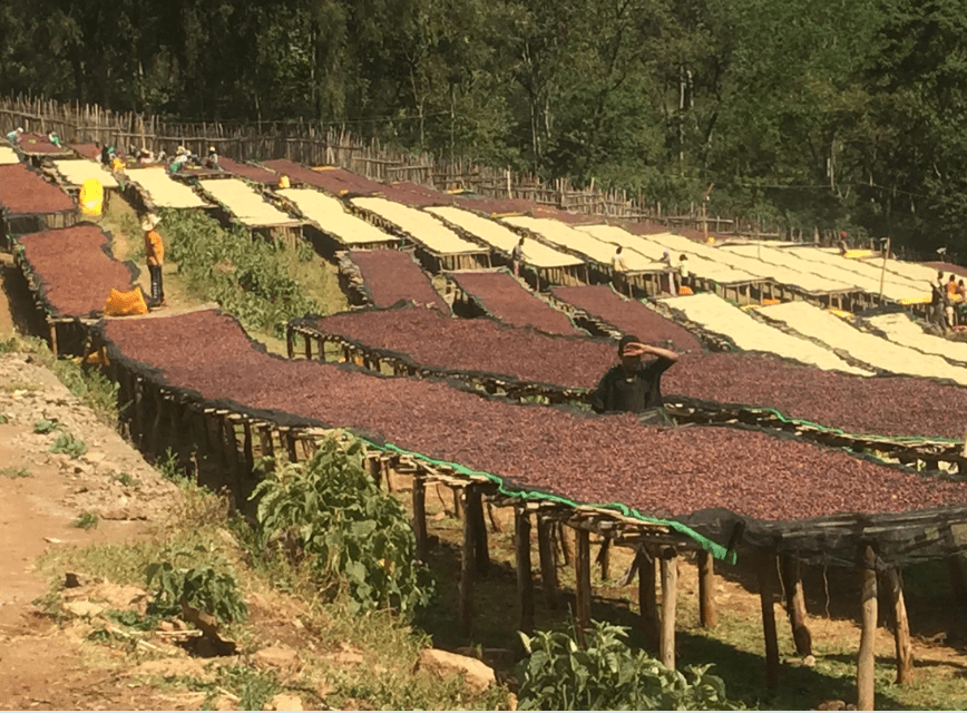Shantawane Co-Op Ethiopia -Natural - Ron's Beans Store