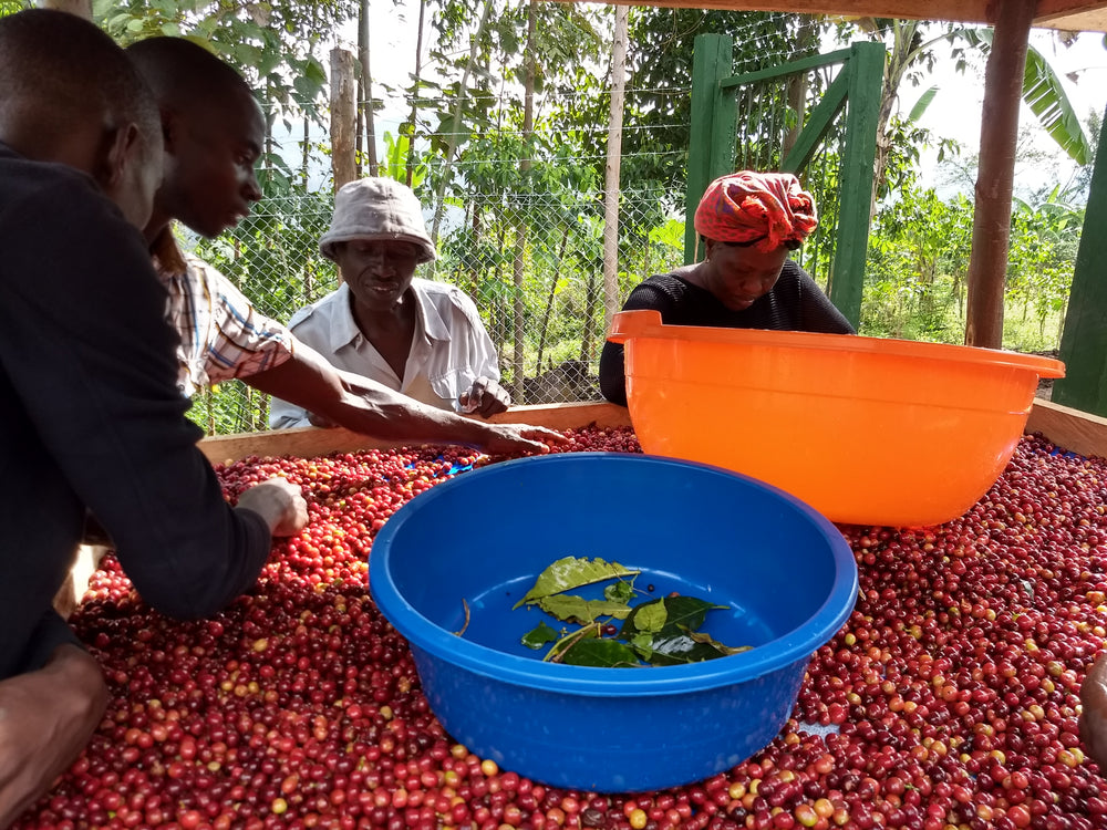 Uganda Rwenzori